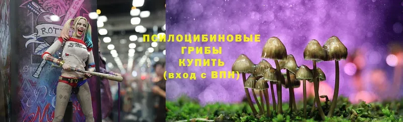 купить наркоту  blacksprut как войти  Псилоцибиновые грибы MAGIC MUSHROOMS  Покров 